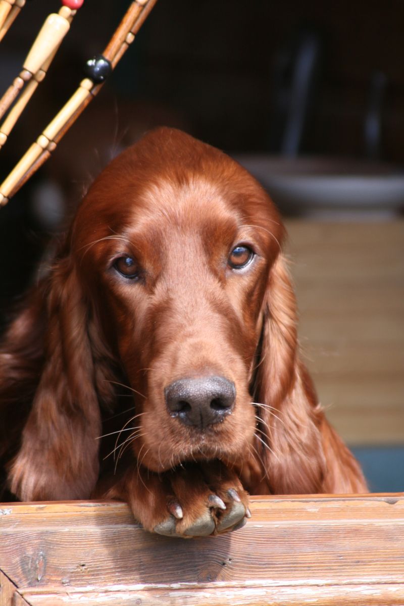 Setter01